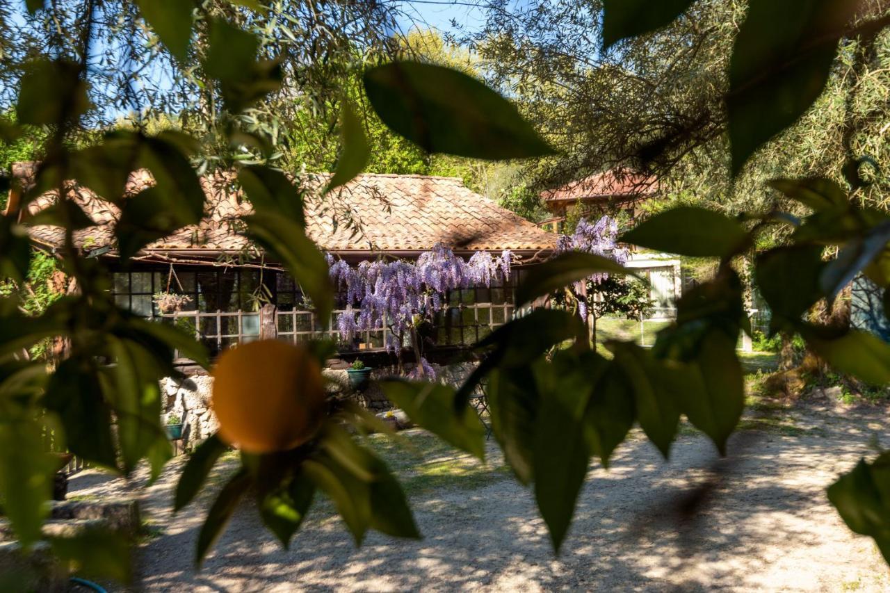 Chale Da Quinta "Lavoura Da Bouca - Fruta Bio" Guest House Celorico De Basto Eksteriør bilde